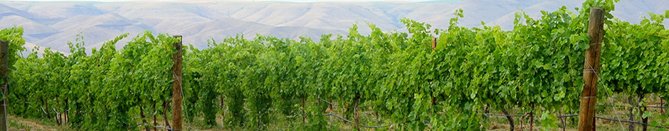 Vins Grecs